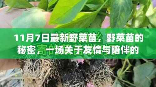 野菜苗的秘密,一场友情与陪伴的温馨之旅(11月7日最新资讯)
