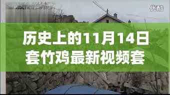 历史上的11月14日套竹鸡最新视频揭秘，探索秘境与小巷深处的套阵传奇