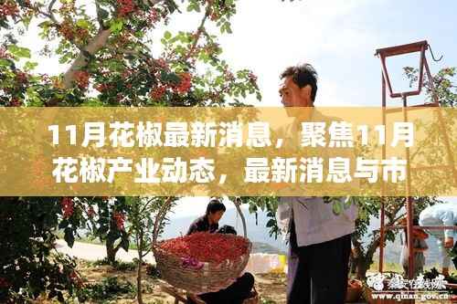 聚焦11月花椒产业动态,最新消息与市场洞察