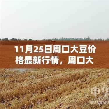 11月25日周口大豆价格行情解析,最新报价及查询指南(初学者与进阶用户必看)