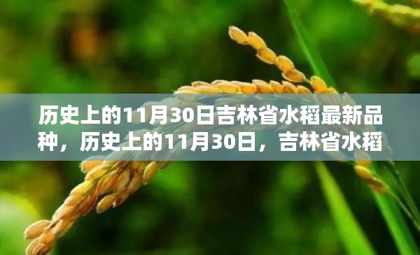 历史上的11月30日吉林省水稻最新品种,历史上的11月30日,吉林省水稻新篇章,自信与成就感的种子破土而出