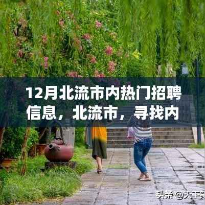 北流市十二月热门招聘信息揭秘，寻找内心的宁静之旅
