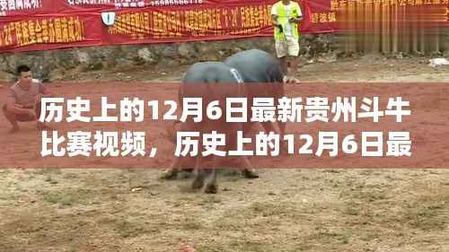 历史上的12月6日贵州斗牛比赛，最新视频与全方位评测介绍