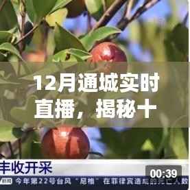 揭秘十二月通城实时直播，热点聚焦与独特体验直播之夜