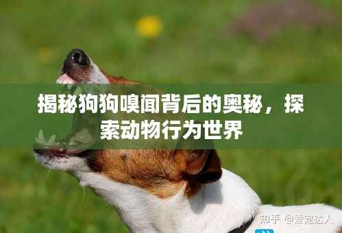 揭秘狗狗嗅闻背后的奥秘,探索动物行为世界