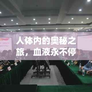 人体内的奥秘之旅，血液永不停歇的循环之旅