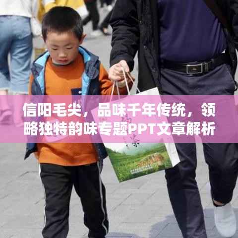 信阳毛尖，品味千年传统，领略独特韵味专题PPT文章解析