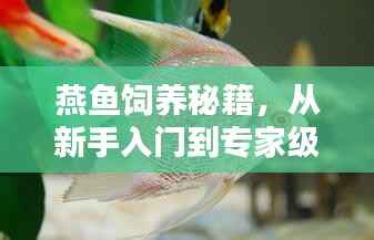 燕鱼饲养秘籍，从新手入门到专家级饲养，百度百科全攻略