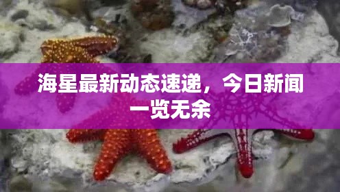 海星最新动态速递,今日新闻一览无余