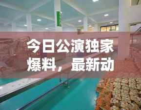 今日公演独家爆料，最新动态抢先看！
