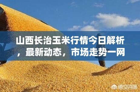 山西长治玉米行情今日解析，最新动态，市场走势一网打尽！