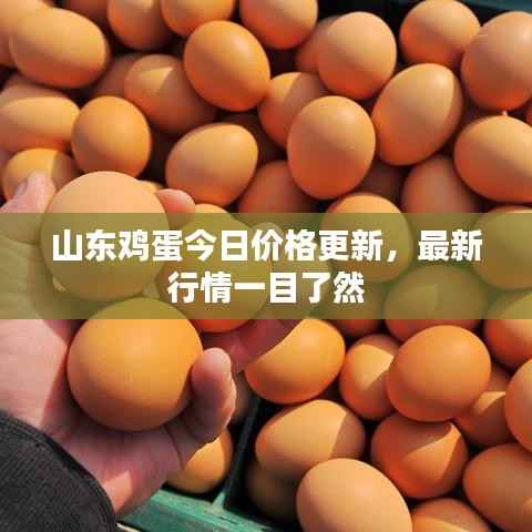 山东鸡蛋今日价格更新,最新行情一目了然