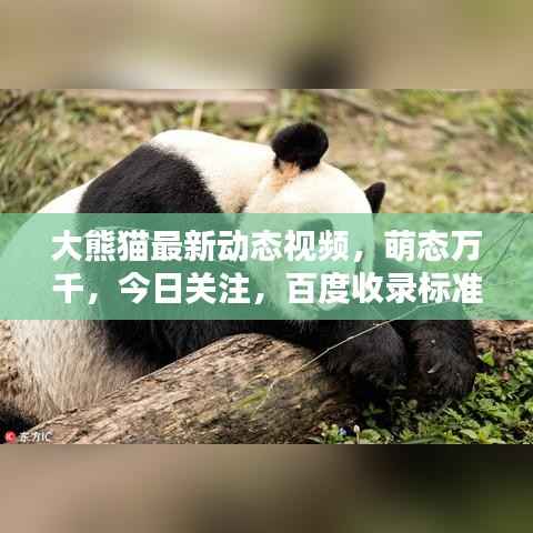 大熊猫最新动态视频,萌态万千,今日关注,百度收录标准标题